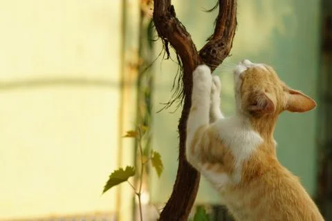 Ginger white cat sharpens its claws on the trunk of the grape. Фото