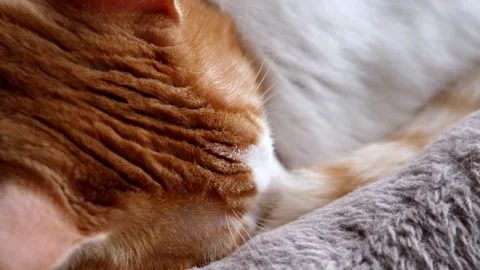 Ginger white domestic cat sleeping curled up Stock Footage 337412840