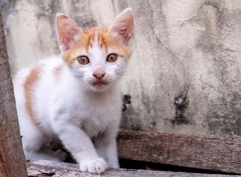 Ginger white kitten closeup with curious face and bright eyes. Stock Photos
