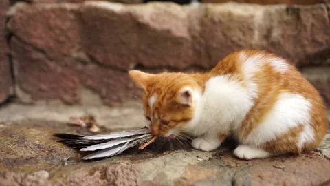 Ginger white kitten eating bird feather outdoors Stock Footage 166303834