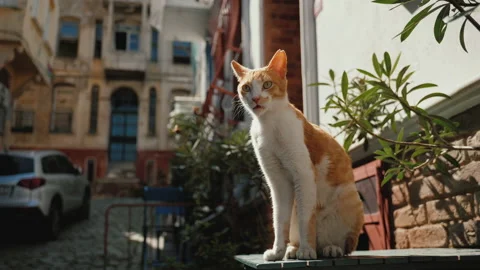 Ginger-white stray Cat sitting on the table on city street, Istanbul Turkey Stock-Footage 219286261