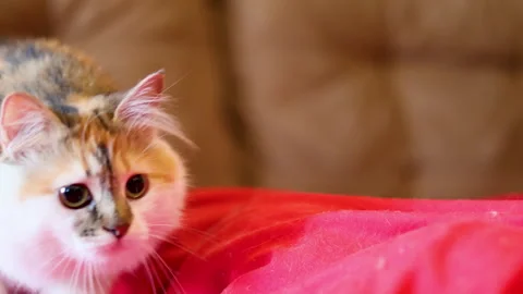 Ginger white young cat crawling and walking by Stock Footage 309733497