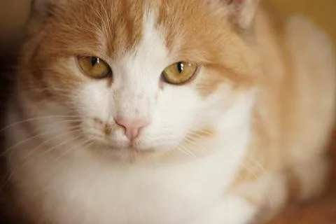 Ginger white young cat face. Pet portrait closeup. 写真素材