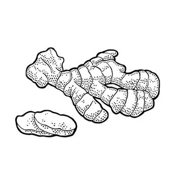 Ginger whole root and slice. Vintage retro vector engraving Stock Illustration