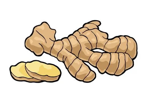 Ginger whole root and slice. Vintage retro vector engraving Stock Illustration