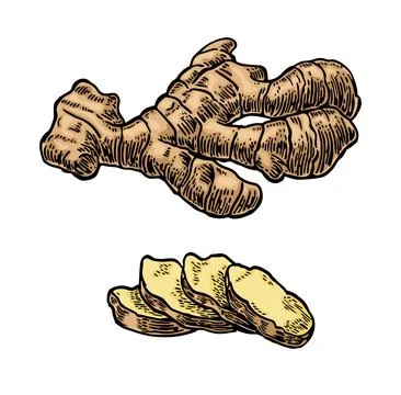 Ginger whole root and slice. Vintage retro vector engraving Stock Illustration