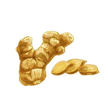 Ginger whole root and slice. Vintage retro vector engraving Stock Illustration