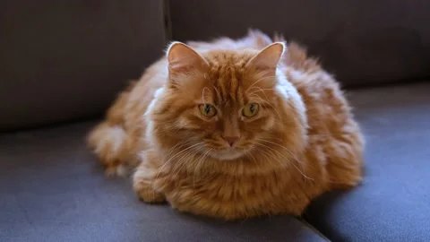 Ginger Yellow Cat Looks Camera and Blinks His Eyes Stock Footage 168218887