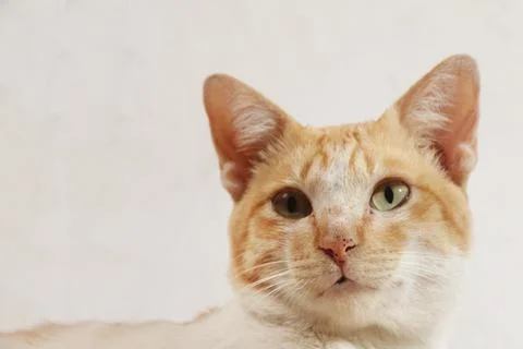 Ginger yellow Wild Cat posing, isolated on white. Stock Photos