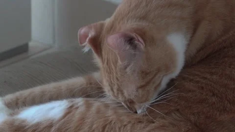 GingerCatCleaningHimself Stock Footage 233611981