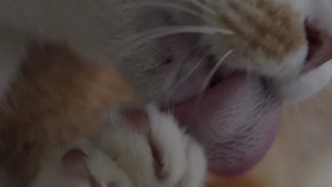 GingerCatLicksPawsCloseUp Stock Footage 233543235