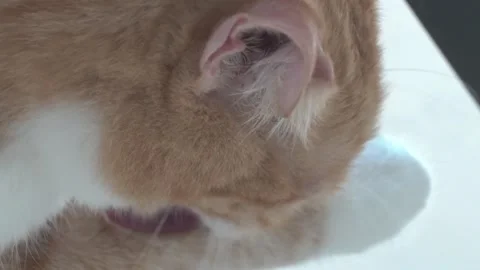 GingerCatLicksPawsCloseUp2 Stock Footage 233611975