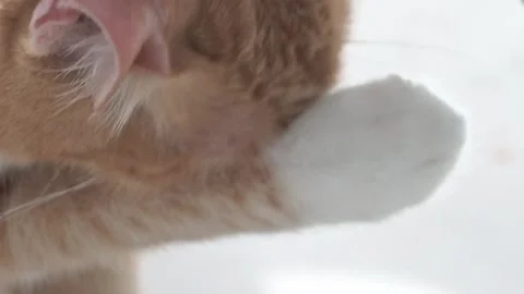 GingerCatUsesPawToCleanFace Stock Footage 233611980