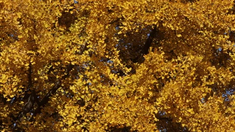 Gingko in autumn Video stock 164846118