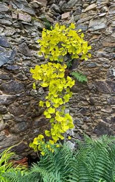 Gingko biloba DFS Stock Photos
