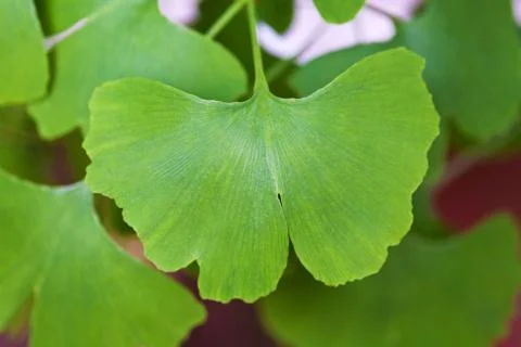 Gingko biloba leaf Stock Photos