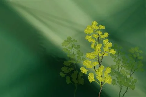 Gingko biloba Stock Photos