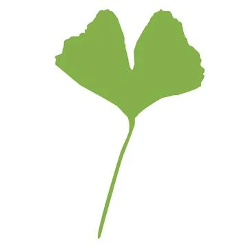 Gingko green leaf icon. A pair of leaves of the gingko tree. Gingko bilboa イラスト素材