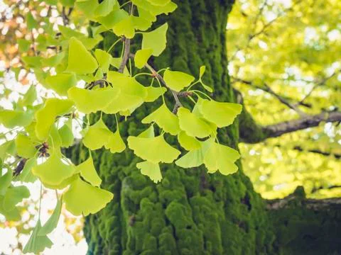 Gingko green Leafs on Tree Nature Seasonal Stock Photos