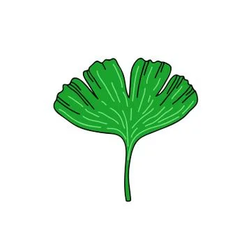 Gingko leaf doodle icon, vector hand draw illustration Stock Illustration