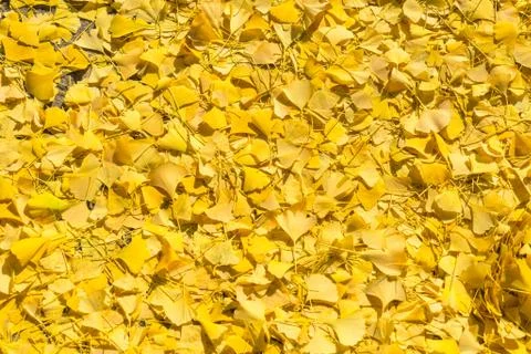 Gingko leaf yellow fall on ground. 库存照片
