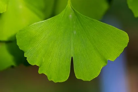 Gingko leave on tree, close up Foto stock