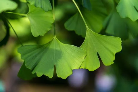 Gingko leave on tree, close up Stock Photos