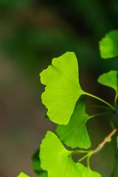 Gingko leave on tree, close up Foto stock