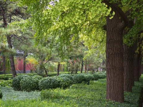 Gingko leaves and Tree in different view. Taken in Beijing , China. 23th Octo Stock Photos