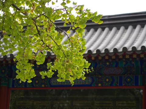 Gingko leaves and Tree in different view. Taken in Beijing , China. 23th Octo Stock Photos