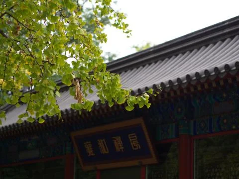 Gingko leaves and Tree in different view. Taken in Beijing , China. 23th Octo Stock Photos