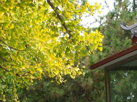 Gingko leaves and Tree in different view. Taken in Beijing , China. 23th Octo Foto stock