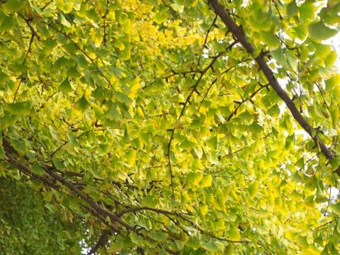 Gingko leaves and Tree in different view. Taken in Beijing , China. 23th Octo Stock Photos