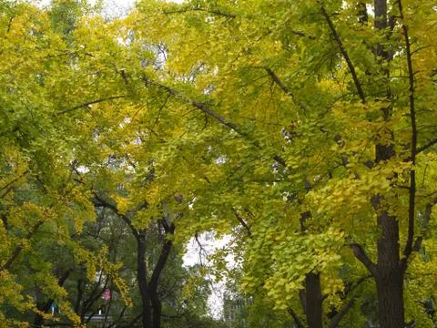 Gingko leaves and Tree in different view. Taken in Beijing , China. 23th Octo Stock Photos