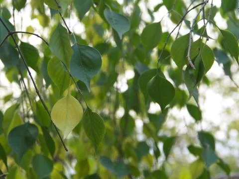 Gingko leaves and Tree in different view. Taken in Beijing , China. 23th Octo Stock Photos