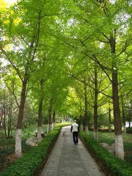 Gingko leaves and Tree in different view. Taken in Beijing , China. 23th Octo Stock Photos