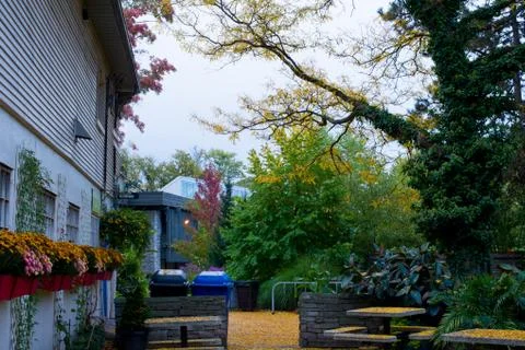 Gingko leaves Stock Photos