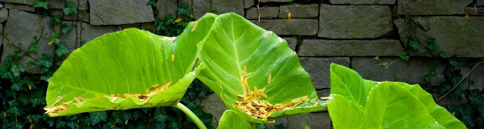Gingko leaves Stock Photos
