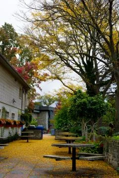 Gingko leaves Stockfoto's