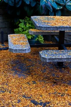 Gingko leaves Stock Photos