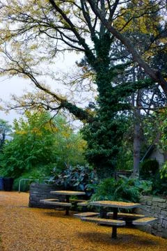 Gingko leaves Stock Photos