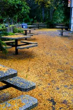 Gingko leaves Stock Photos