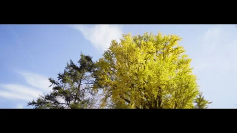 Gingko Tree Видео 322523984