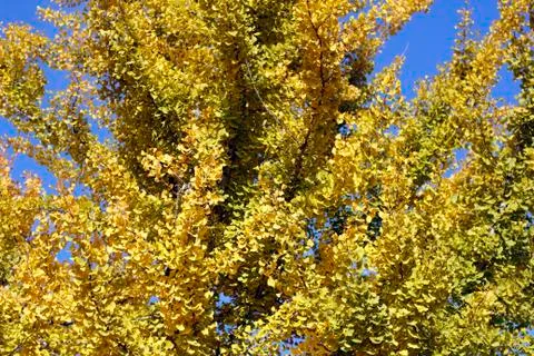 Gingko tree Stock Photos