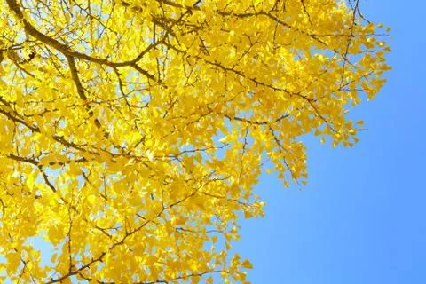 Gingko tree Stock Photos