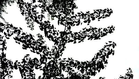 Gingko tree silhouette in the park Stock Photos