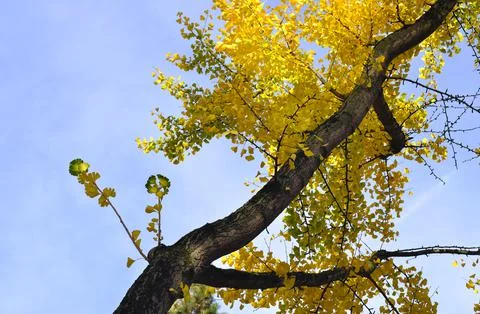Gingko tree with yellow colored leaves against blue sky, autumn concept Stock Photos