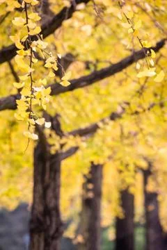 Gingko trees alignment with yellow leaves in autumn Stock-Fotos
