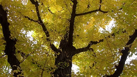 Gingko trees in Tokyo, Japan Stock Footage 138651364
