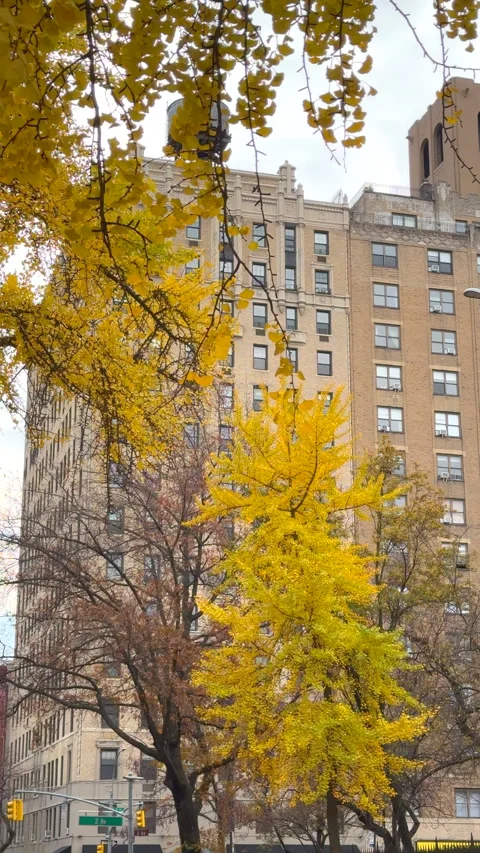 Gingko trees with vibrant autumn foliage stand on the street in East Village NYC Stock Footage 341991121